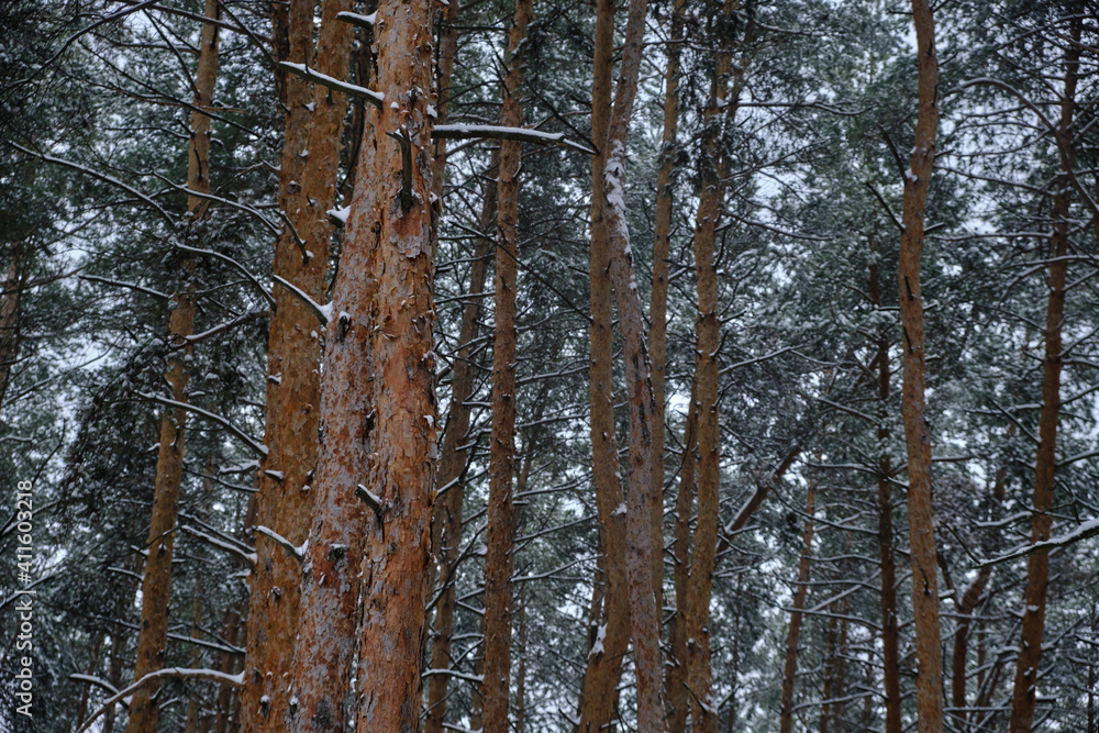 Pine trees in a deep wild forest Pine trees in a deep wild forest