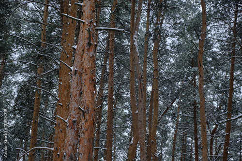 Pine trees in a deep wild forest