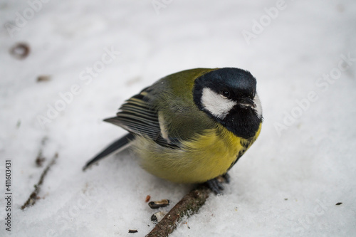 a bird in the snow