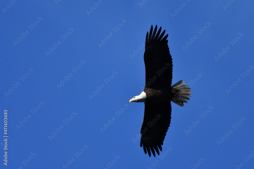 Obraz premium Flying bald eagle