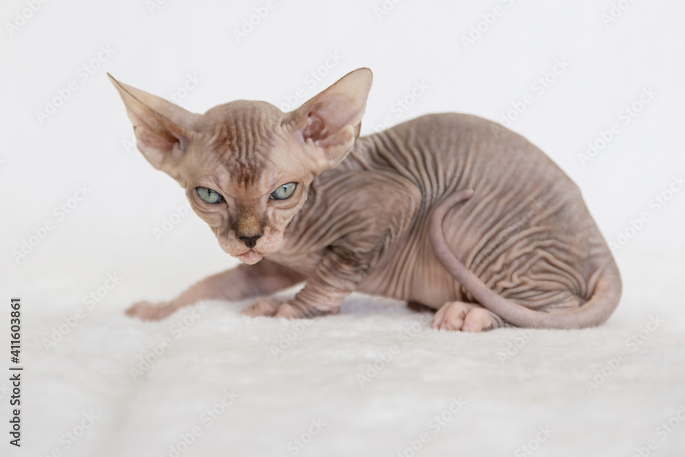 Little kitten exotic cat Sphynx. The cat has no hair. The background is white.
