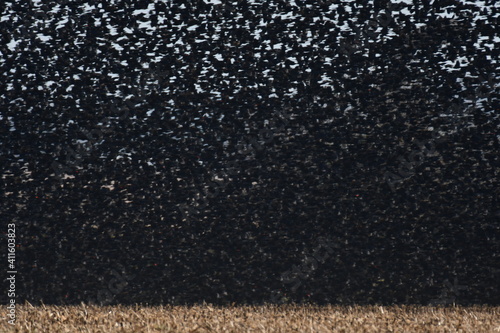 Canvas Print Large flock of birds