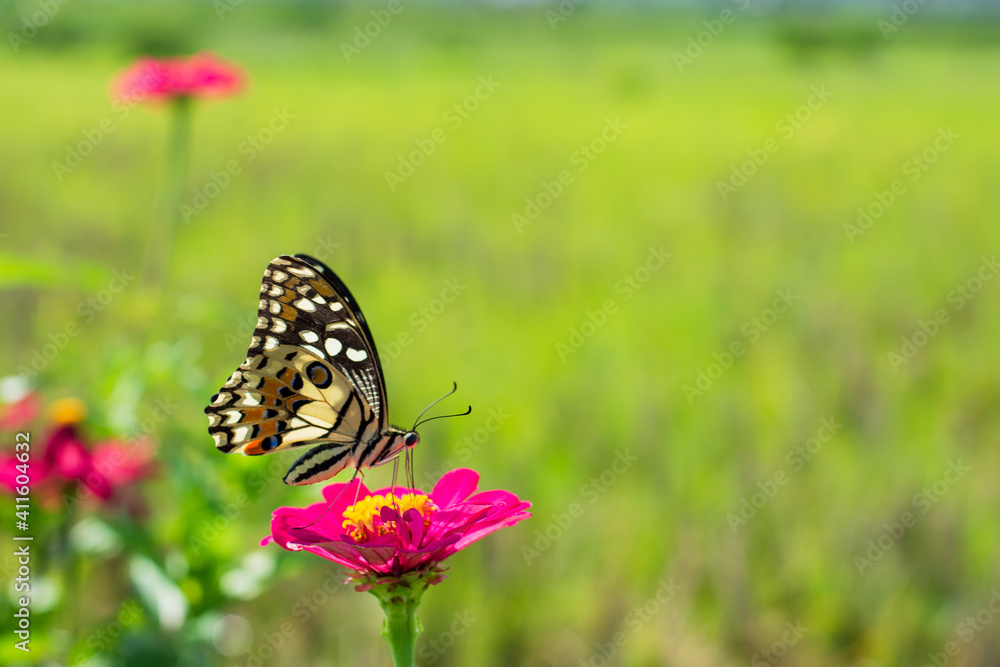 Monarch orange butterfly and bright summer flowers on a background of blue foliage in a fairy garden. Macro artistic image. Monarch orange butterfly and bright summer flowers on a background of blue foliage in a fairy garden. Macro artistic image.