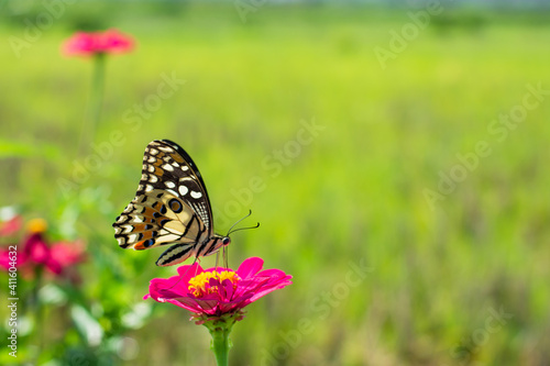 Monarch orange butterfly and bright summer flowers on a background of blue foliage in a fairy garden. Macro artistic image. © gunungkawi