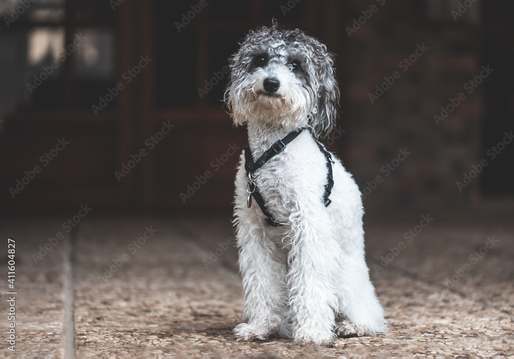 Bicolor toy poodle puppy sitting.Front View, Selective Focus, Copy Space. Animals Concept Bicolor toy poodle puppy sitting.Front View, Selective Focus, Copy Space. Animals Concept