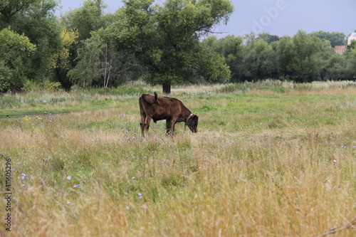 A young dark brown bull grazes in a meadow on the outskirts of the village