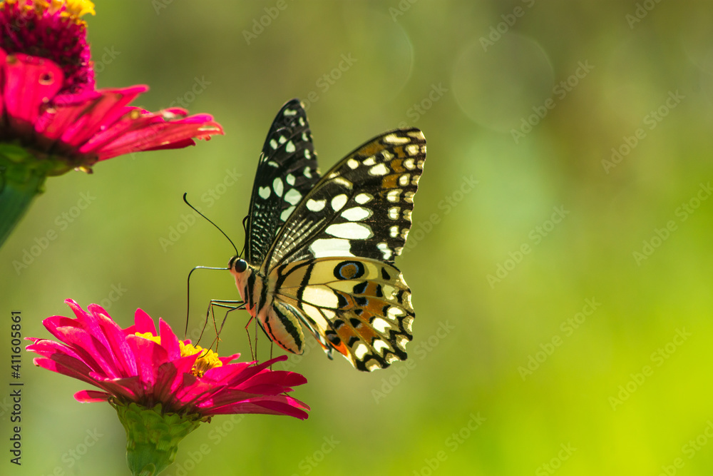 Obraz premium Monarch orange butterfly and bright summer flowers on a background of blue foliage in a fairy garden. Macro artistic image.