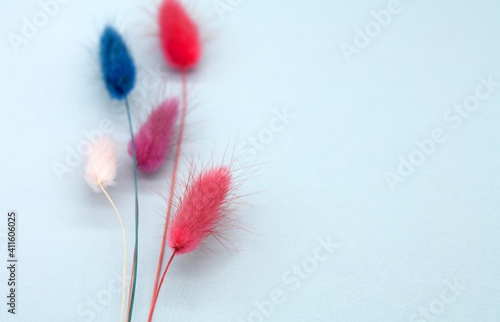 Hare s tail  Lagurus ovatus . Multicolored dry flowers.  For bouquet arrangements and crafts. Minimalism concept. Space for text on the right. Close-up. Selective focus.