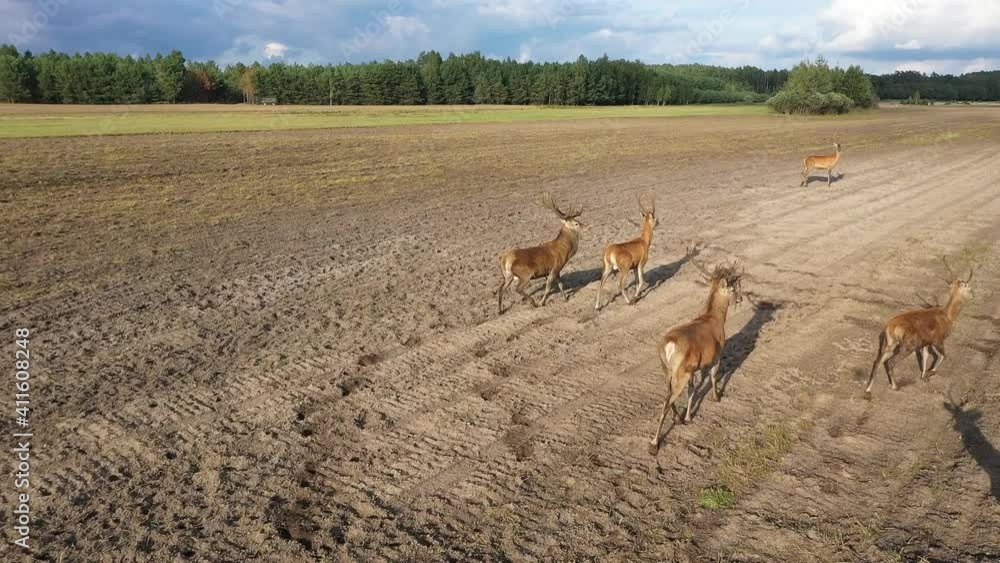 A herd of elk runs beautifully across the field. Russia A herd of elk runs beautifully across the field. Russia
