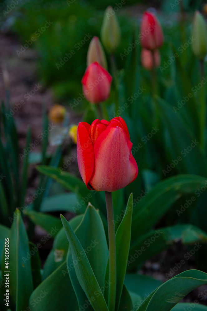 Fototapeta premium Beautiful red tulips growing in the green garden