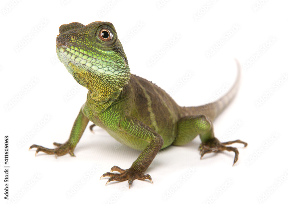 Fototapeta premium Green Chinese Water dragon