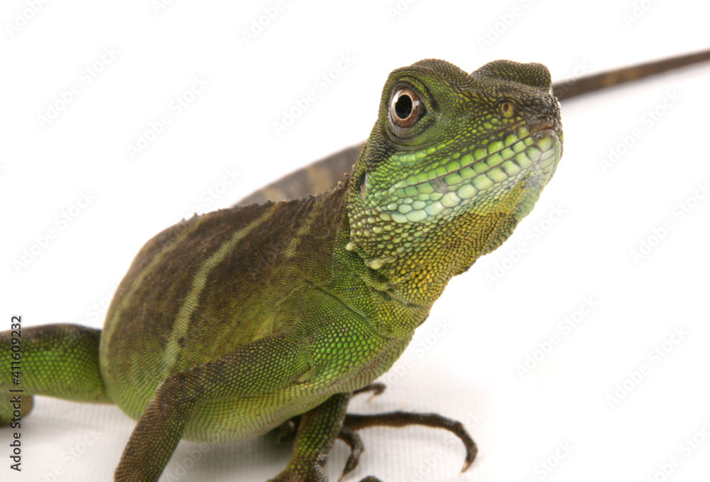 Fototapeta premium Green Chinese Water dragon