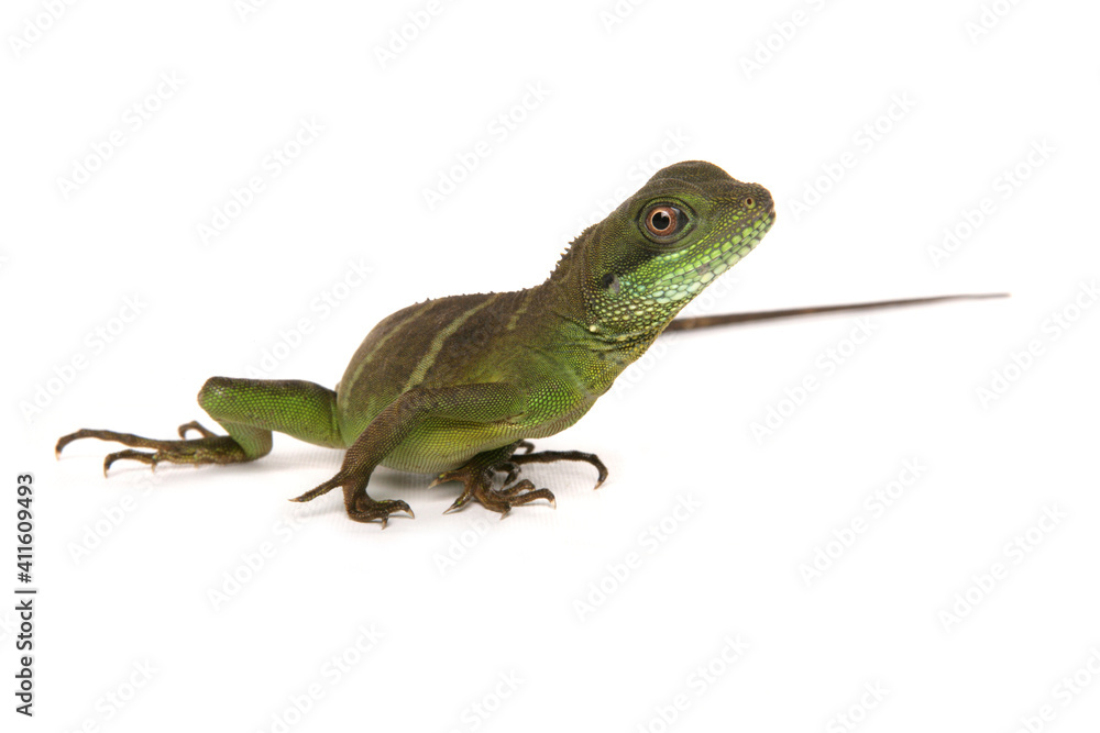Fototapeta premium Green Chinese Water dragon