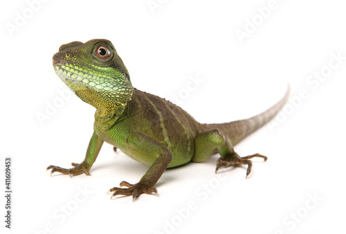 Green Chinese Water dragon