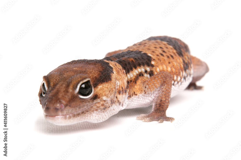 Fototapeta premium African Fat-tailed Gecko