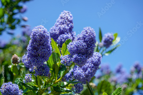 Californian Lilac flowering in the spring  photo