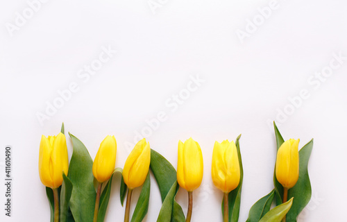 yellow tulips on a white background  space for text top view.