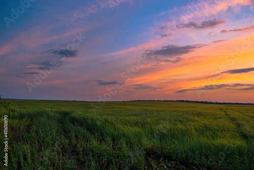 Sunset in a field of unripe wheat.