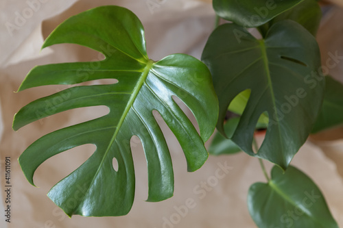Wallpaper Mural Top view of Monstera Delicacy. Close-up of green fresh leaves on a beige background. Home plant care concept, urban jungle, natural home interior decoration, hobby. Soft selective focus. Horizontal Torontodigital.ca