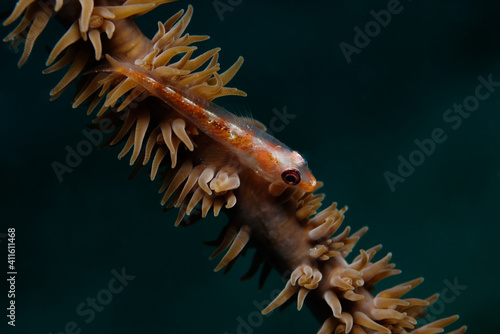 Whip coral goby (Bryaninops yongei) on a whip coral (Cirrhipathes sp.) near Kapalai, Malaysia
