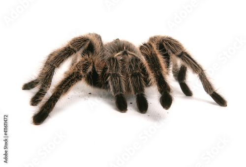 Chilean rose tarantula photo