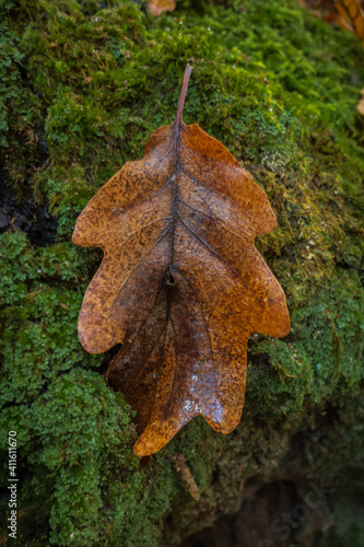 Autumn leaf on the moss
