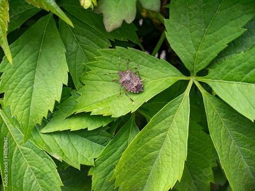 Halyomorpha halys, brown marmorated stink bug on a leaf. photo