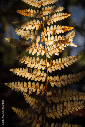 Leaf in the sun light