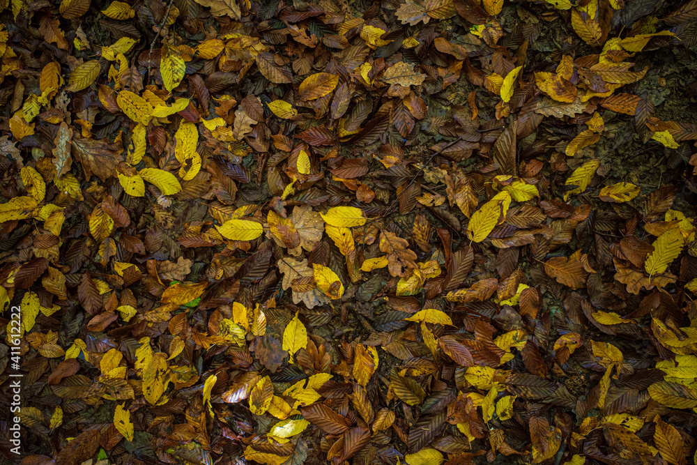 autumn leaves background autumn leaves background