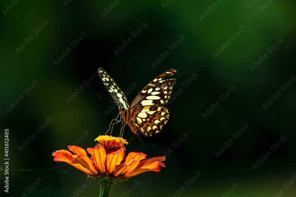 Monarch orange butterfly and bright summer flowers on a background of blue foliage in a fairy garden. Macro artistic image. Monarch orange butterfly and bright summer flowers on a background of blue foliage in a fairy garden. Macro artistic image.