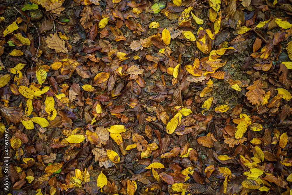 autumn leaves background autumn leaves background