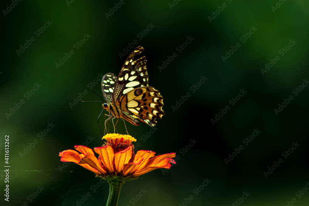 Obraz premium Monarch orange butterfly and bright summer flowers on a background of blue foliage in a fairy garden. Macro artistic image.