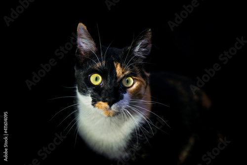  Calico cat