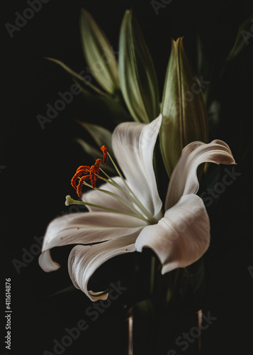 Lily with pollen in bloom