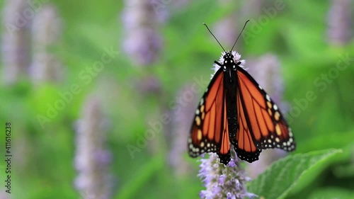 Male Monarch Butterfly, Danaus plexippuson, flaps wings 3 times as Bumble bee climbs up lavender Hyssop photo