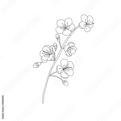 Engraving cherry blossom template design. Outline art on white background.
