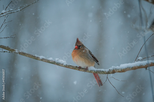 Canvas Print Female cardinal on branch during snowstorm