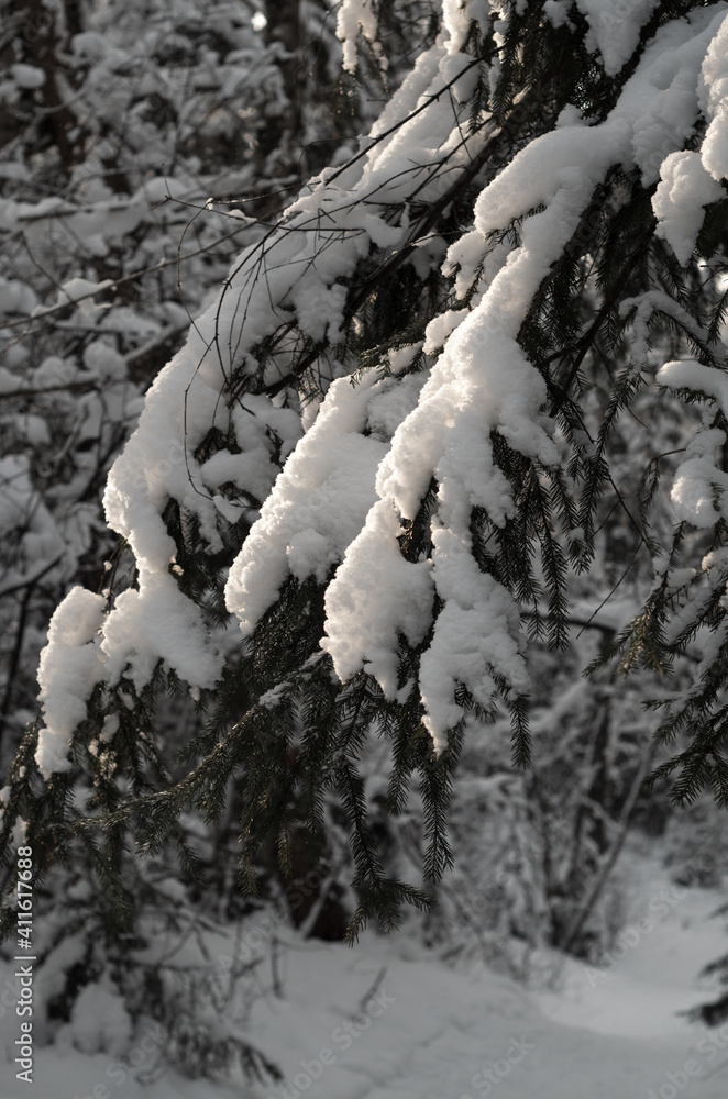 Branches of the tree covered with snow illuminated by the rays.