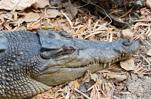Φωτογραφία saltwater crocodile closeup