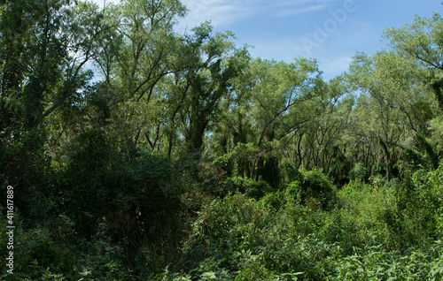 Tropical rainforest landscape. Panorama view of the green forest. Beautiful foliage of different species of trees and plants in the South American jungle.