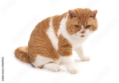 Obraz na plátně Red and White Short Hair Selkirk Rex Cat