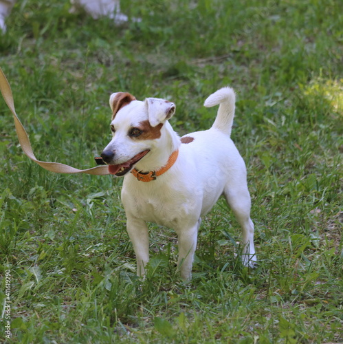 dog jack russell terrier