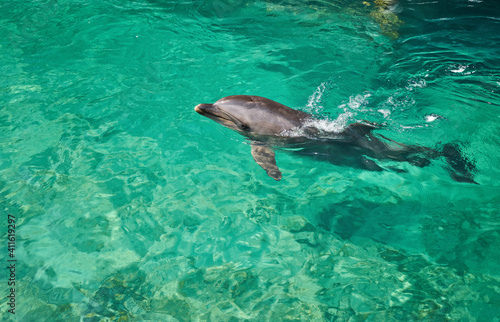 Beautiful dolphin smiling in blue swimming pool water on clear sunny day.