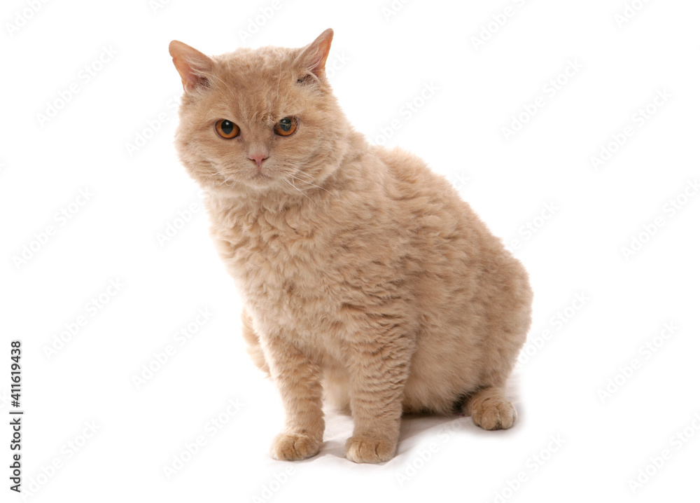 Cream Short Hair Selkirk Rex Cat