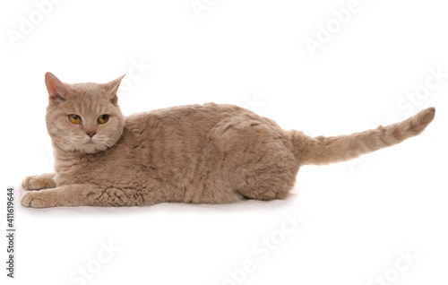 Foto Fawn Golden Shaded Short Hair Selkirk Rex Cat