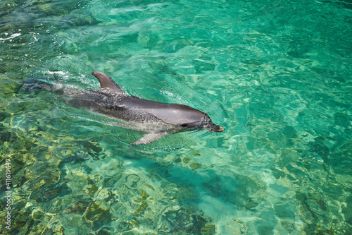 Beautiful dolphin smiling in blue swimming pool water on clear sunny day.