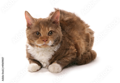 Schilderij op canvas Cinnamon and White Short Hair Selkirk Rex Cat