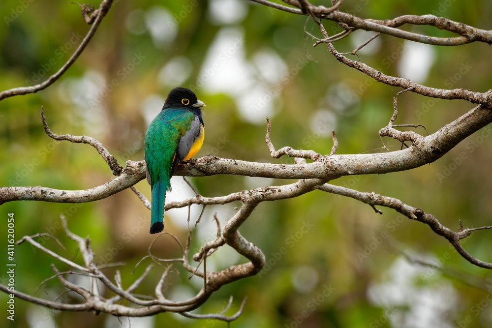 Gartered trogon - Trogon caligatus also northern violaceous trogon, yellow and dark blue, green passerine bird, in forests Mexico, Central America, to Colombia, Ecuador Venezuela Gartered trogon - Trogon caligatus also northern violaceous trogon, yellow and dark blue, green passerine bird, in forests Mexico, Central America, to Colombia, Ecuador Venezuela