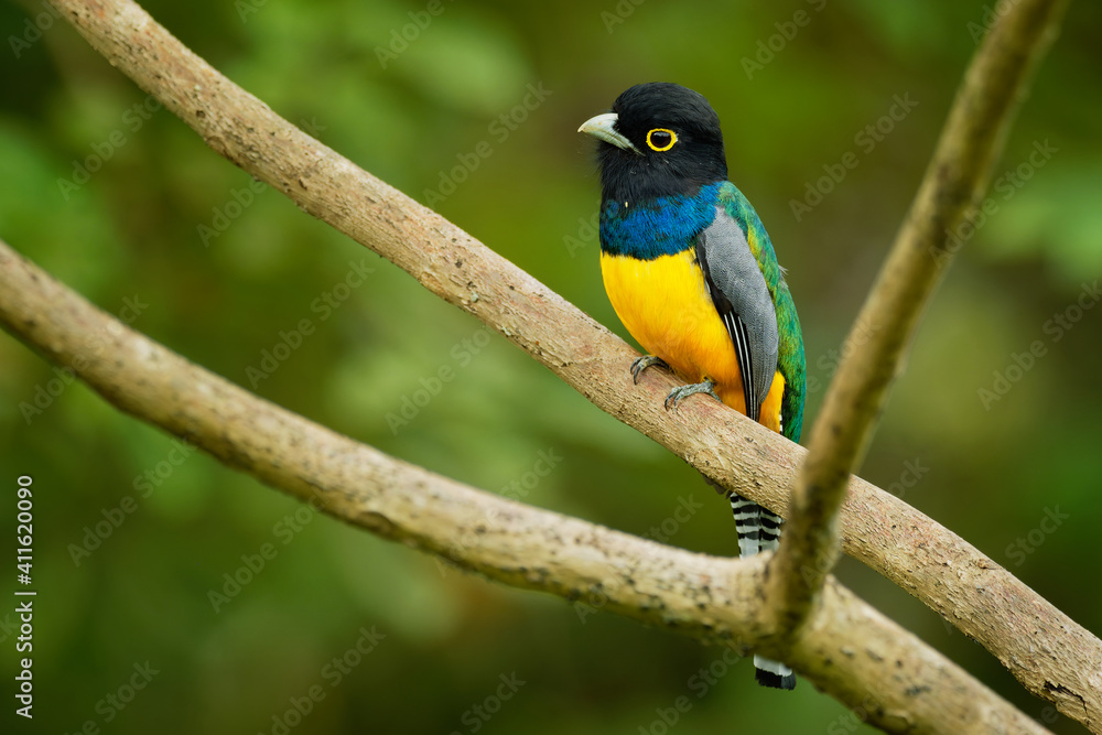 Gartered trogon - Trogon caligatus also northern violaceous trogon, yellow and dark blue, green passerine bird, in forests Mexico, Central America, to Colombia, Ecuador Venezuela Gartered trogon - Trogon caligatus also northern violaceous trogon, yellow and dark blue, green passerine bird, in forests Mexico, Central America, to Colombia, Ecuador Venezuela