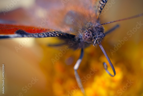 Photography Peacock butterfly on a yellow flower